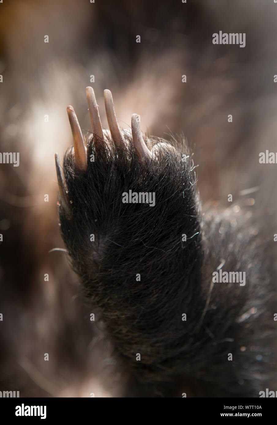 Rechten hinteren Fuß eines toten Dachs (Meles meles) von oben, Camargue, Frankreich. Stockfoto