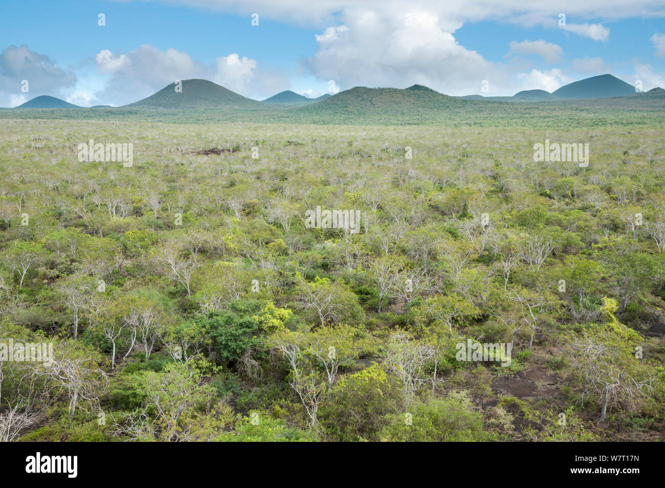 Robuste Lavafelder in Semiariden zone Vegetation, Hochland, Floreana Floreana Island, Galapagos, Ecuador. Mai 2012. Stockfoto