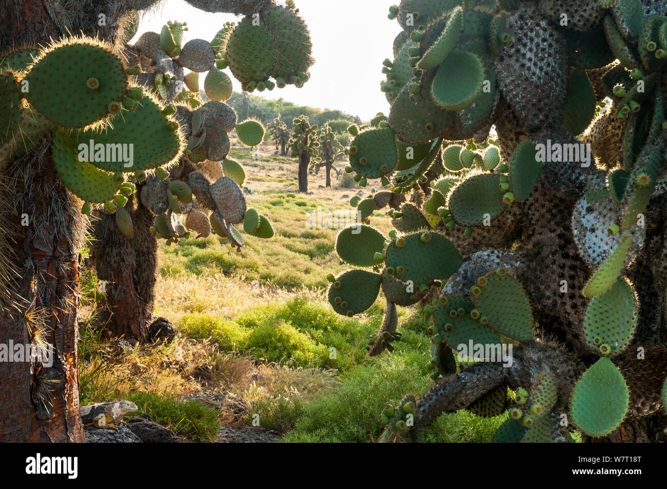 Opuntia Kakteen, in ariden Zone nach der Regenzeit. Plazas Inseln, Galapagos, Ecuador, Mai 2012. Stockfoto