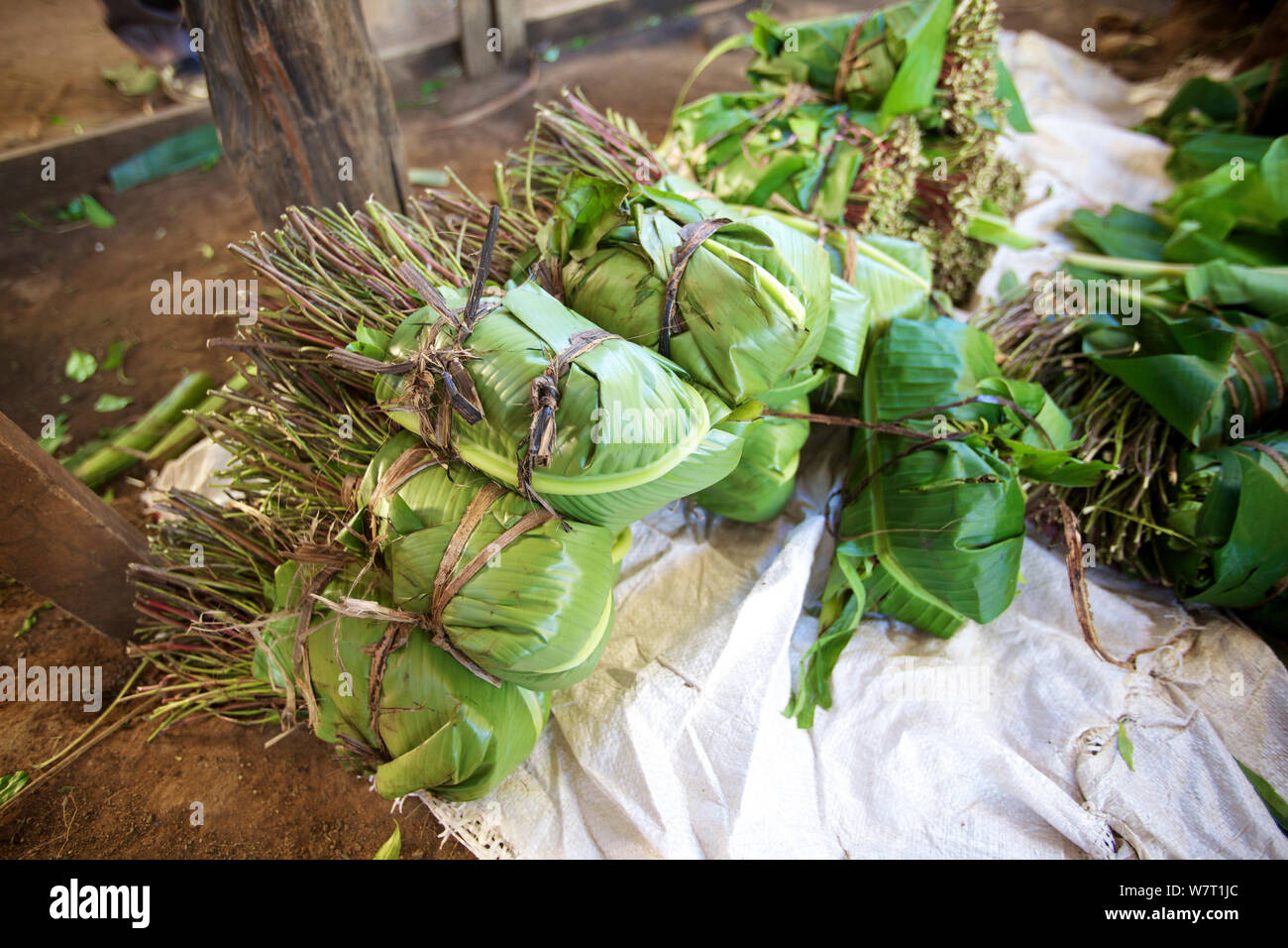 Bündel Khat (Catha edulis) in Bananenblättern Warten auf Verpackung und Transport, Maua, Meru, Kenia gewickelt Stockfoto