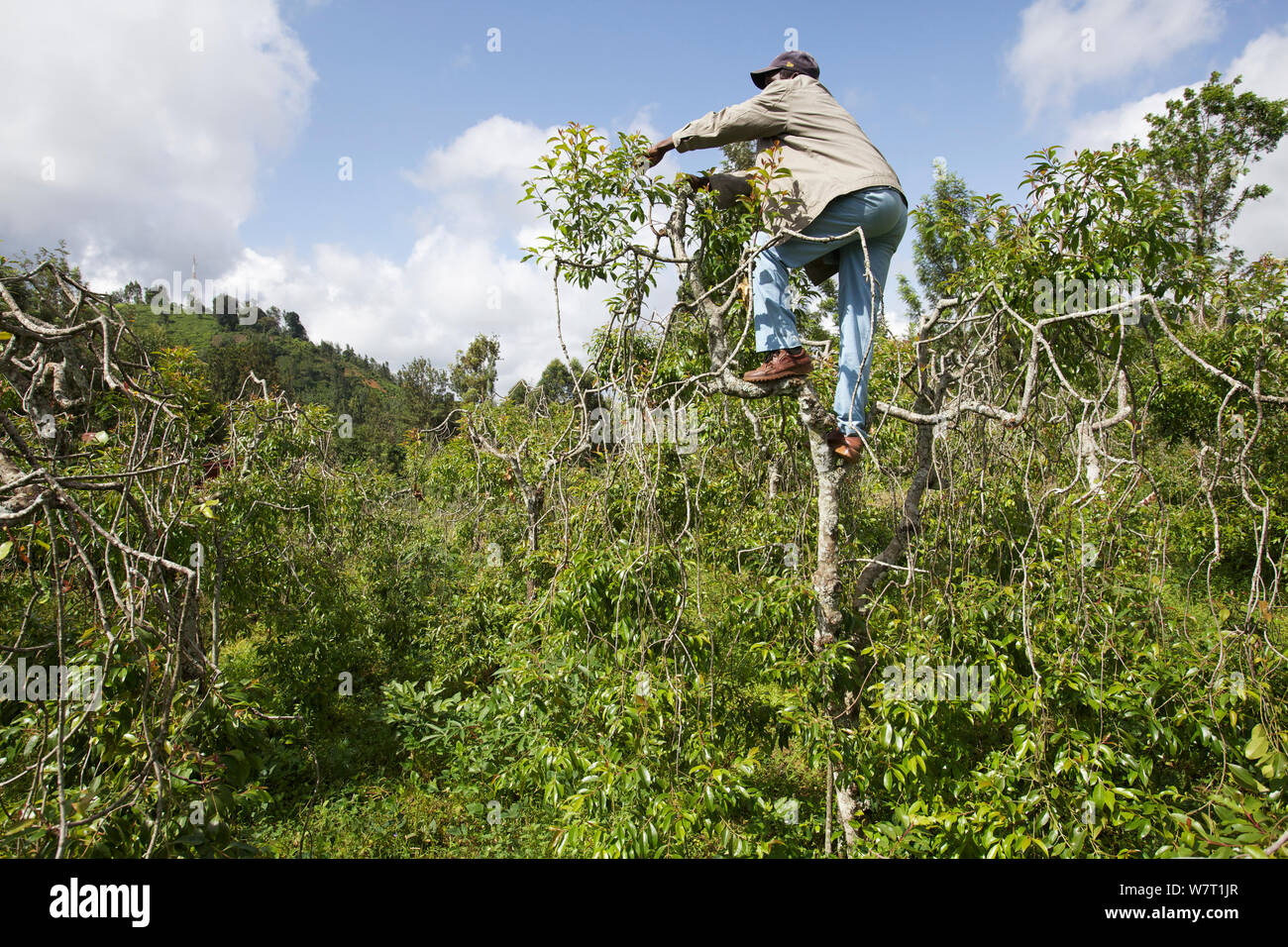 Man Klettern und ernte Khat Baum (Catha edulis) Maua, Meru, Kenia. Stockfoto