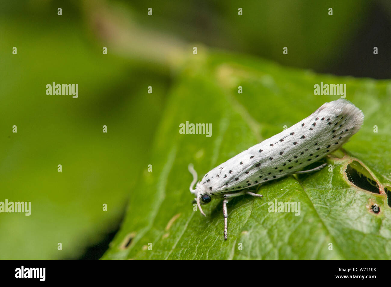 Bird Cherry Hermelin Motte (Yponomeuta evonymella) auf Blatt, Surrey, England, UK. Juni. Stockfoto