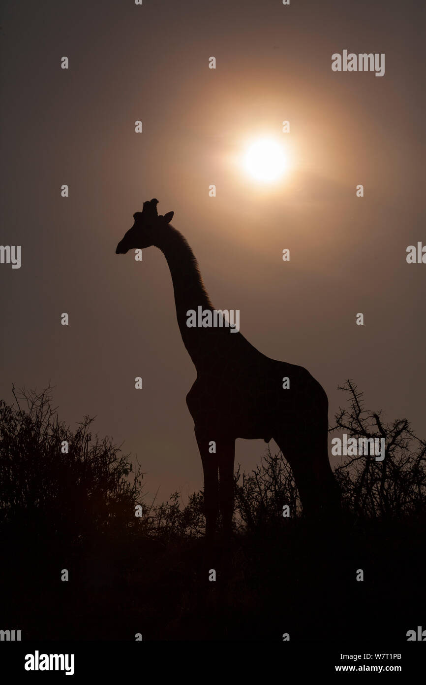 Männliche Giraffe (Giraffa Camelopardalis) im Nebel im Morgengrauen silhouetted, Samburu National Reserve, Kenia. Stockfoto