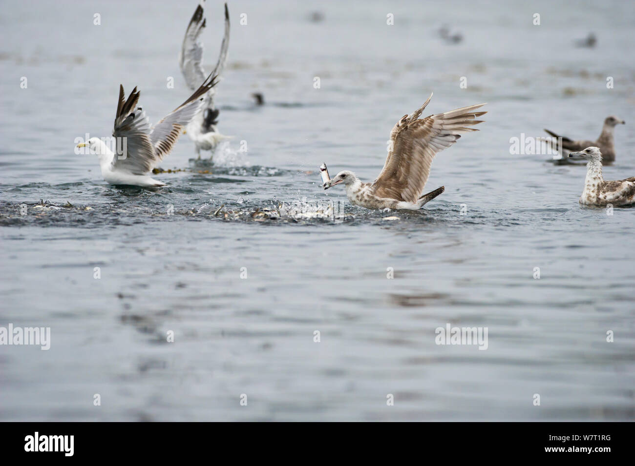 Kalifornien Möwen (Larus Californicus) und Mew Gull (Larus canus), Fische zu fangen, die von einem baitball in der Nähe der Oberfläche. Johnstone Strait, Ostküste, Vancouver Island, British Columbia, Kanada, Juli. Stockfoto