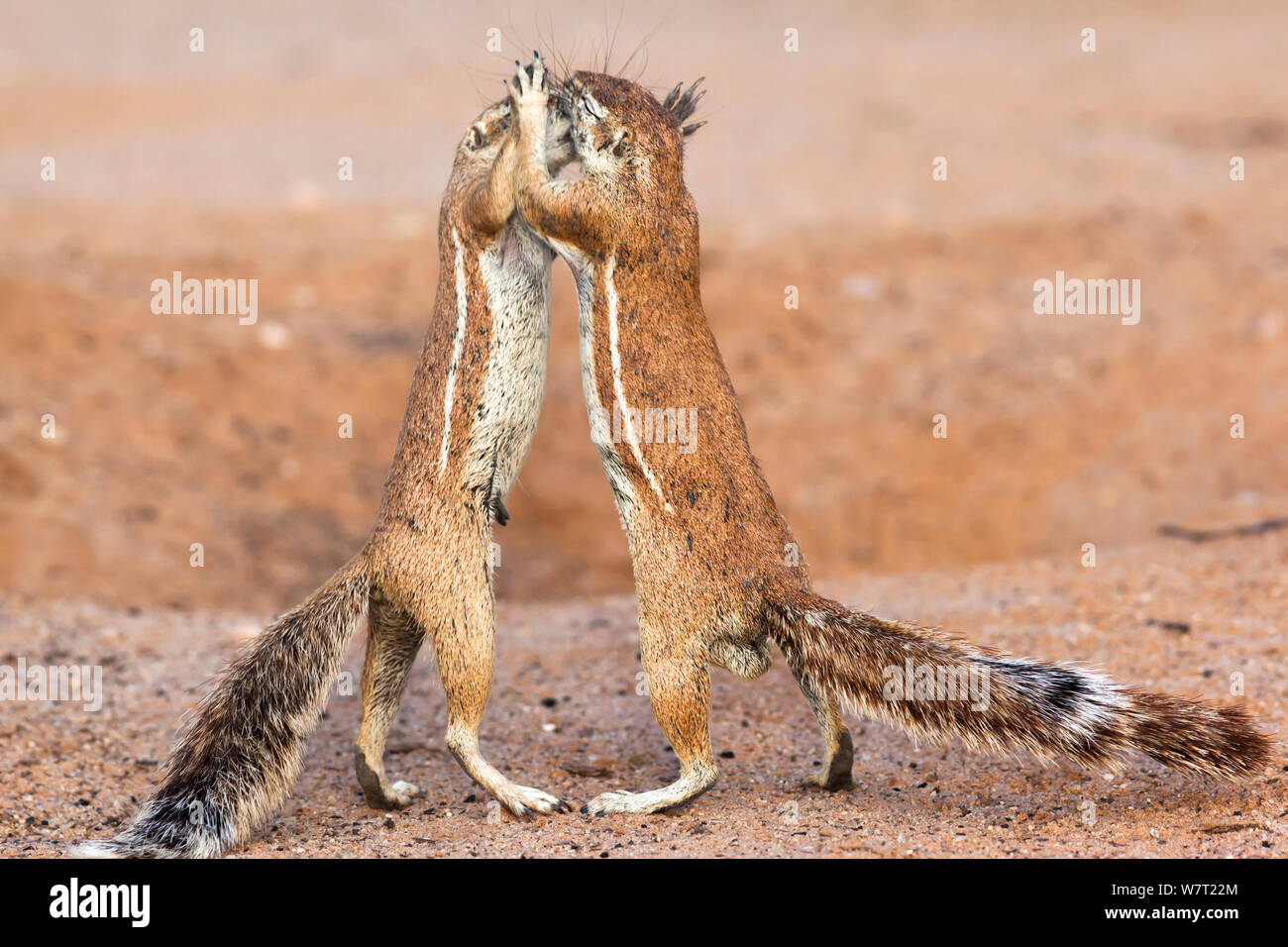 Männliche und weibliche Eichhörnchen (Xerus inauri) s interagieren, Kgalagadi Transfrontier Park, Northern Cape, Südafrika, Februar. Stockfoto