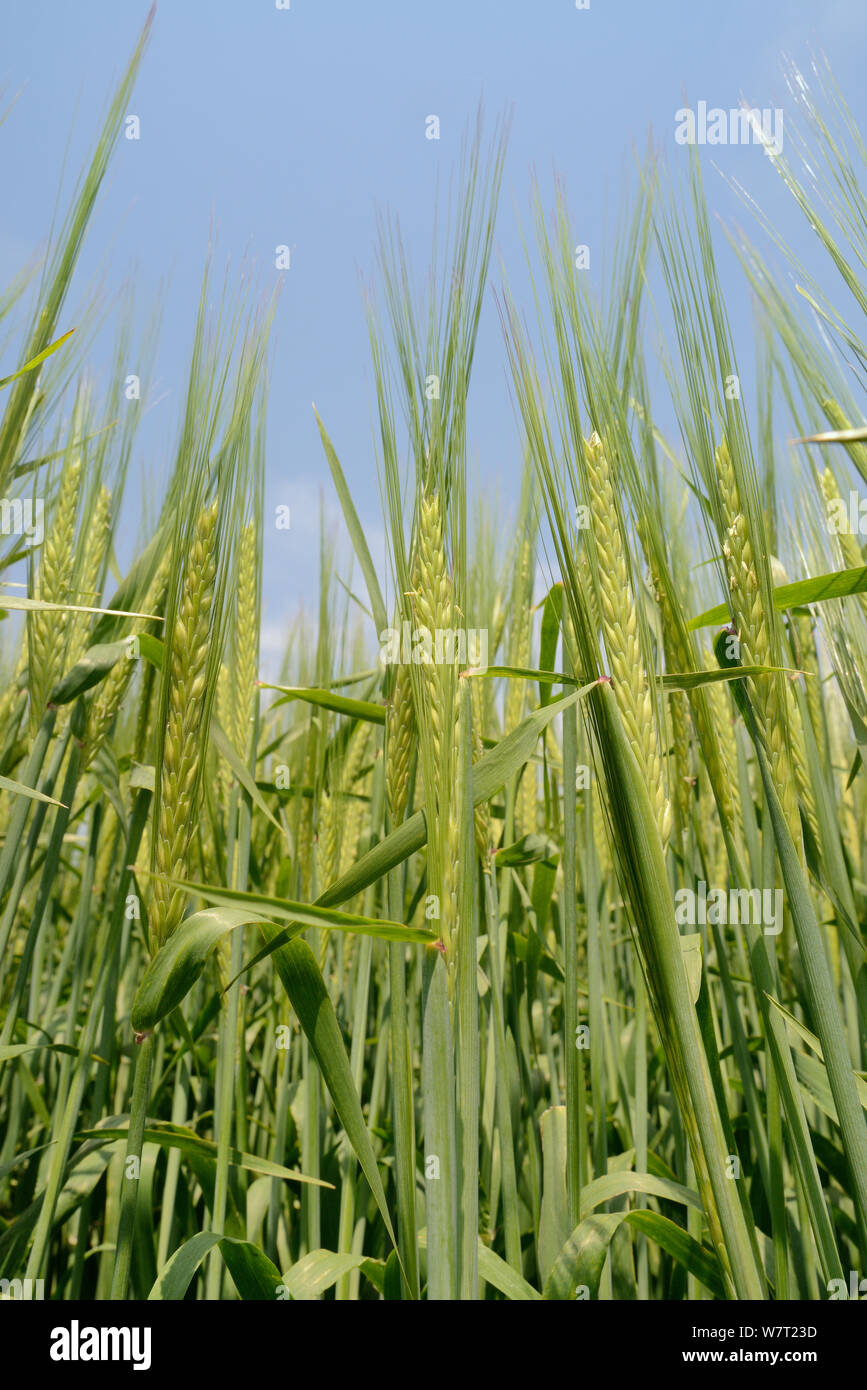 Low Angle View der Reifezeit Gerste (Hordeum vulgare), Wiltshire, Großbritannien, Juli. Stockfoto