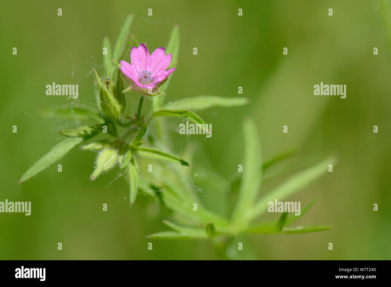 Cut-leaved cranesbill (Geranium dissectum) Blüte im Ackerland, Marlborough Downs, Wiltshire, Großbritannien, Juli. Stockfoto