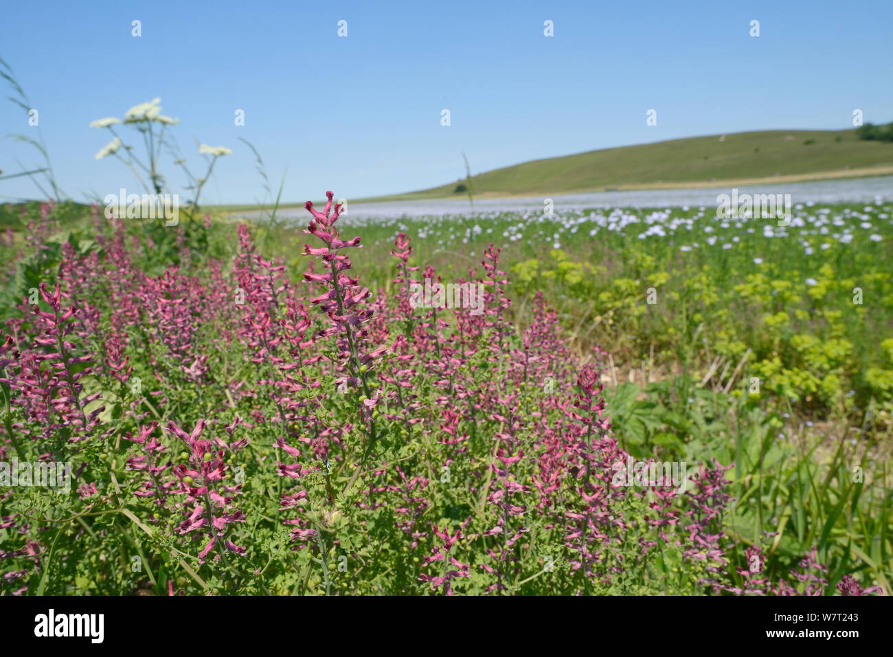 Gemeinsame fumitory (Fumaria officinalis) Blüte in einem Pollen und Nektar flower mix Streifen an der Grenze zu einem blühenden Leinsamen (Linum usitatissimum), Marlborough Downs, Wiltshire, Großbritannien, Juli. Stockfoto