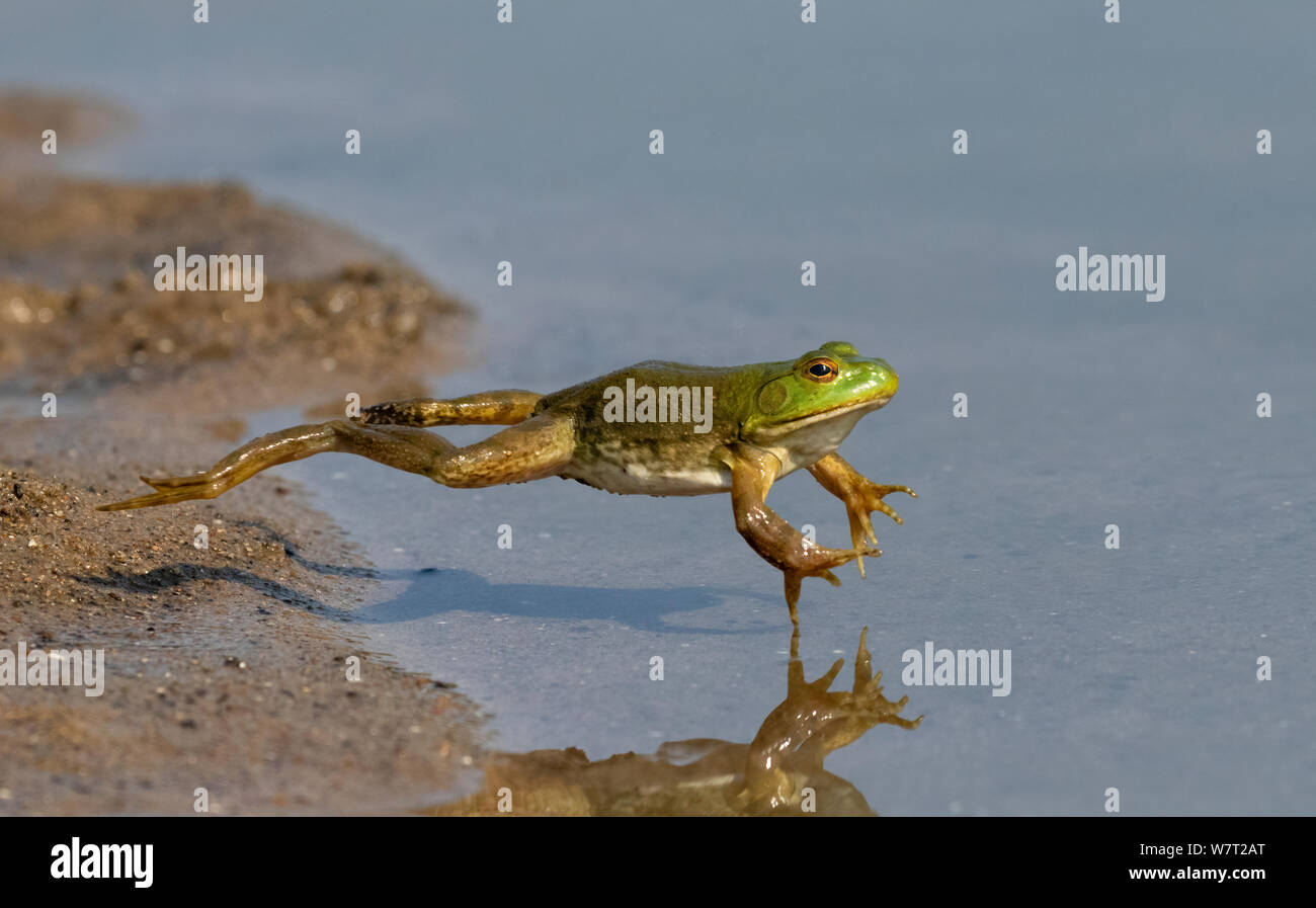 Amerikanische Ochsenfrosch (Lithobates catesbeianus) springen ins Wasser, Iowa, USA. Stockfoto