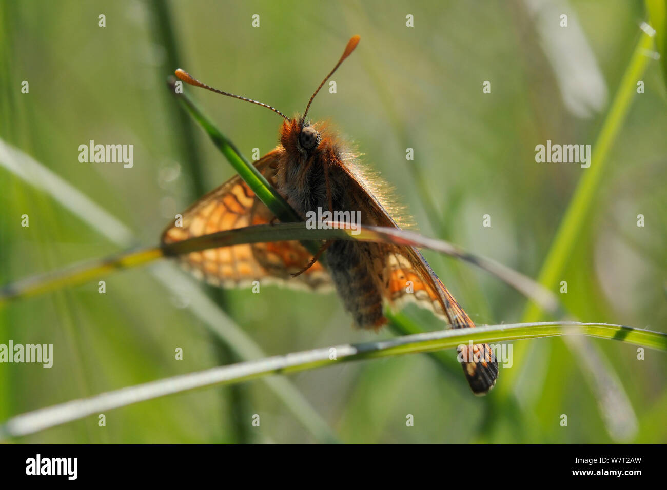 Marsh fritillary Schmetterling (Euphydryas aurinia) Sonnenbaden auf dem Gras Blade in einem Kreide Grünland Wiese, Wiltshire, UK, Mai. Stockfoto