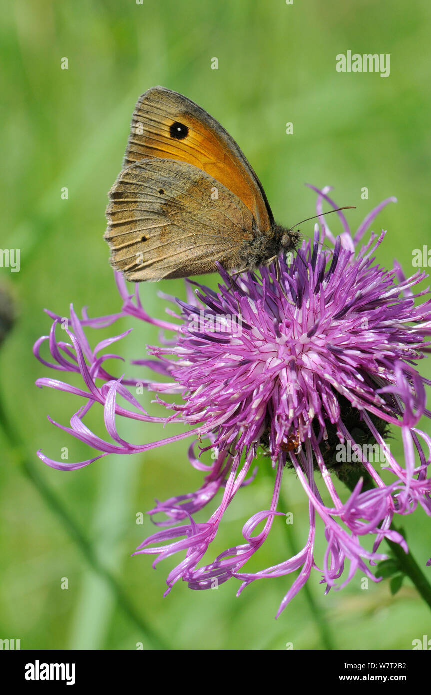 Wiese braun Butterfly (Pyrausta aurata) Fütterung auf größere Flockenblume Blume (Centaurea scabiosa) Kreide Grünland Wiese, Wiltshire, UK, Juli. Stockfoto
