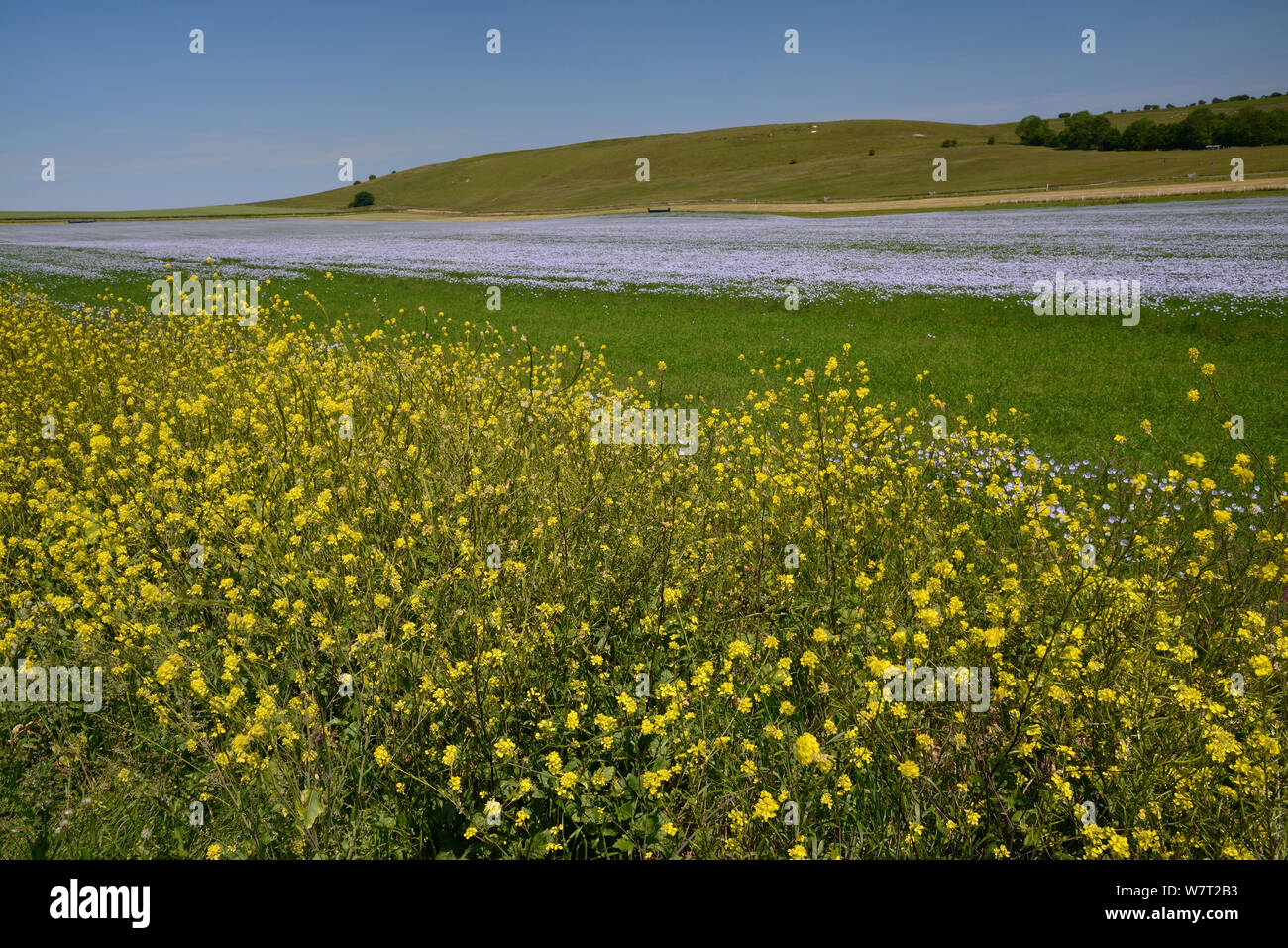 Senf (Braccicaceae) Blühende in einem Pollen und Nektar flower mix Streifen an der Grenze zu einem blühenden Leinsamen (Linum usitatissimum), Marlborough Downs, Wiltshire, Großbritannien, Juli. Stockfoto