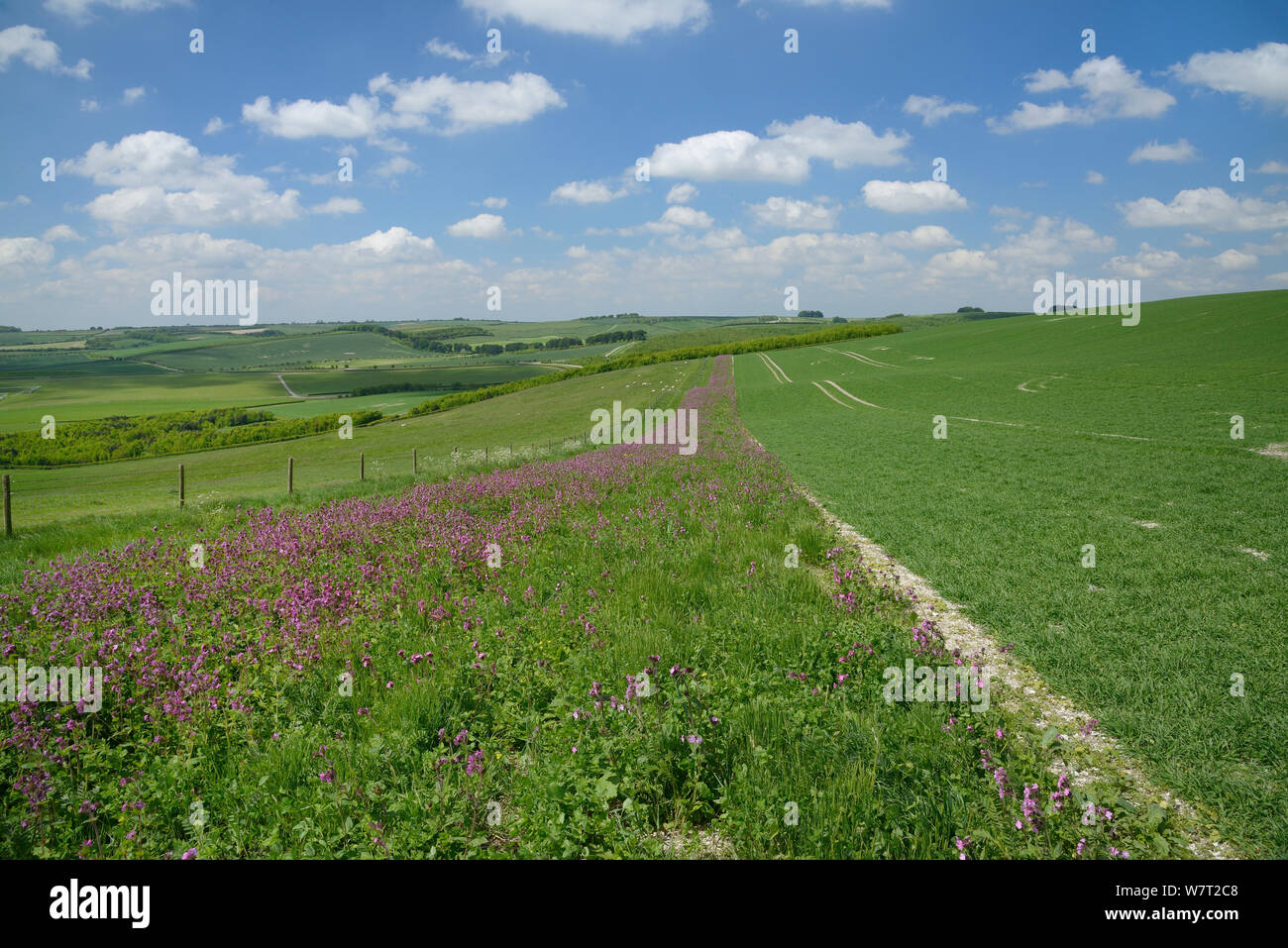 Red Campion (Silene dioica) Blüte in einem Pollen und Nektar flower mix Streifen an der Grenze zu einem Gerstenfeld, mit Schafe (Ovis aries) weiden Weiden in der Nähe, Marlborough Downs, Wiltshire, UK, Juni. Stockfoto