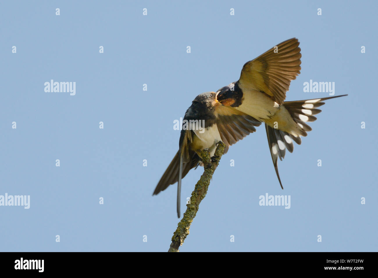 Rauchschwalbe (Hirundo rustica) im Flug Fütterung ein Küken auf eine Niederlassung eines toten Baum gehockt, Wiltshire famland, Großbritannien, Juli. Stockfoto