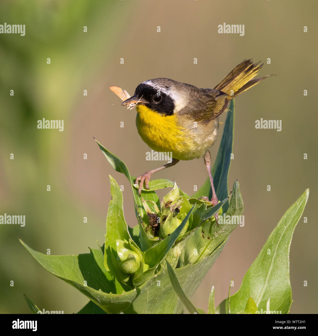 Gemeinsame yellowthroat (Geothlypis trichas) männlich, jagen Insekten in Prairie, Iowa, USA. Stockfoto