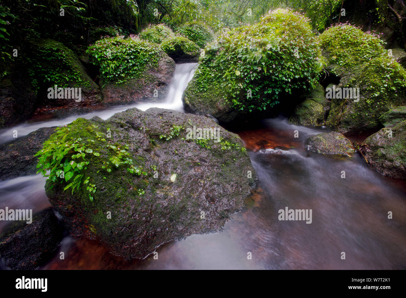 Mountain Stream in den Western Ghats, Indien, August 2010. Stockfoto