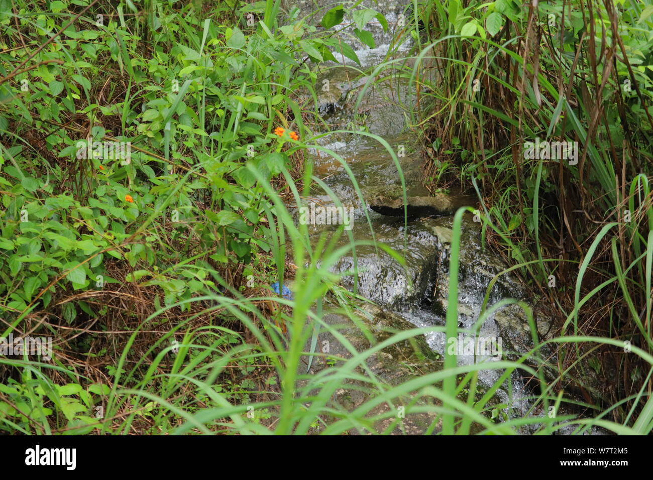 Tropfen Wasser planschen in einem regnerischen Tag in cooler Atmosphäre Stockfoto