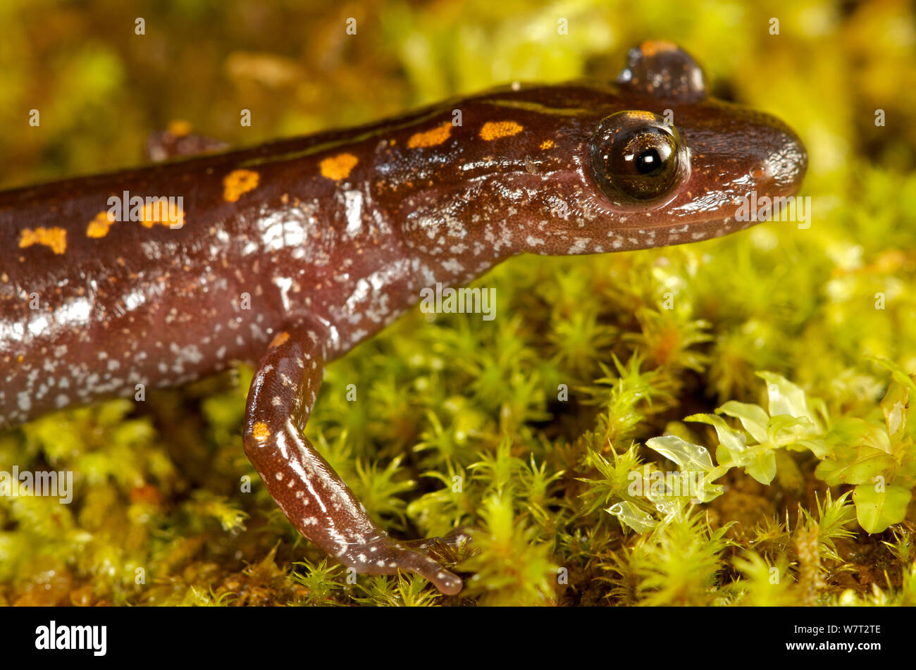 Kaukasischen Salamander (Mertensiella caucasica) Mtirala Nationalpark, Georgien, September. Stockfoto