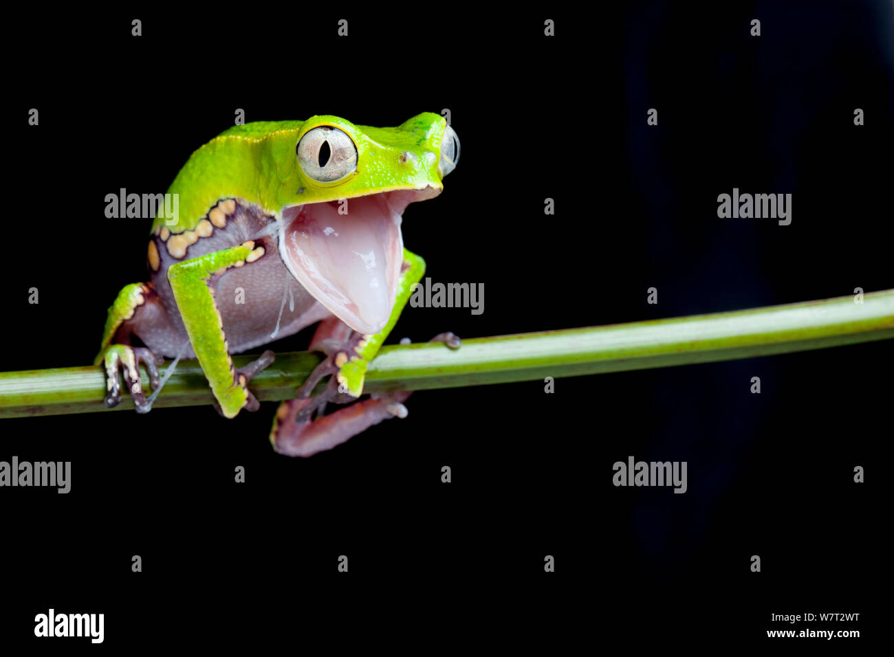 Weiß gesäumten leaf Frog (Phyllomedusa vaillantii) Mund öffnen, während Shedding Skin, Captive aus Südamerika. Stockfoto