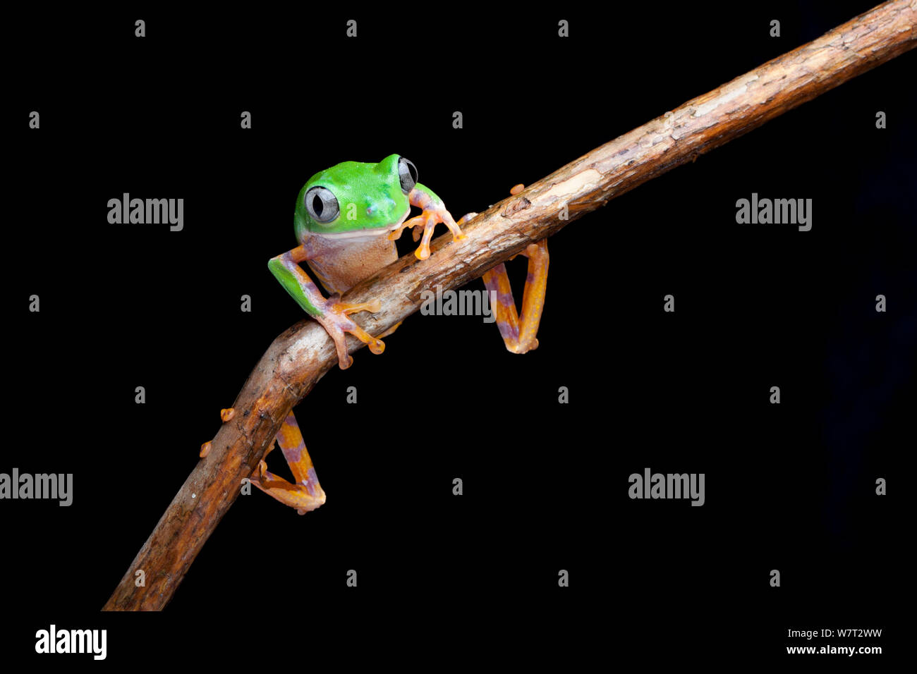 Gesperrt leaf Frog (Phyllomedusa tomopterna) unverlierbaren aus Südamerika Stockfoto