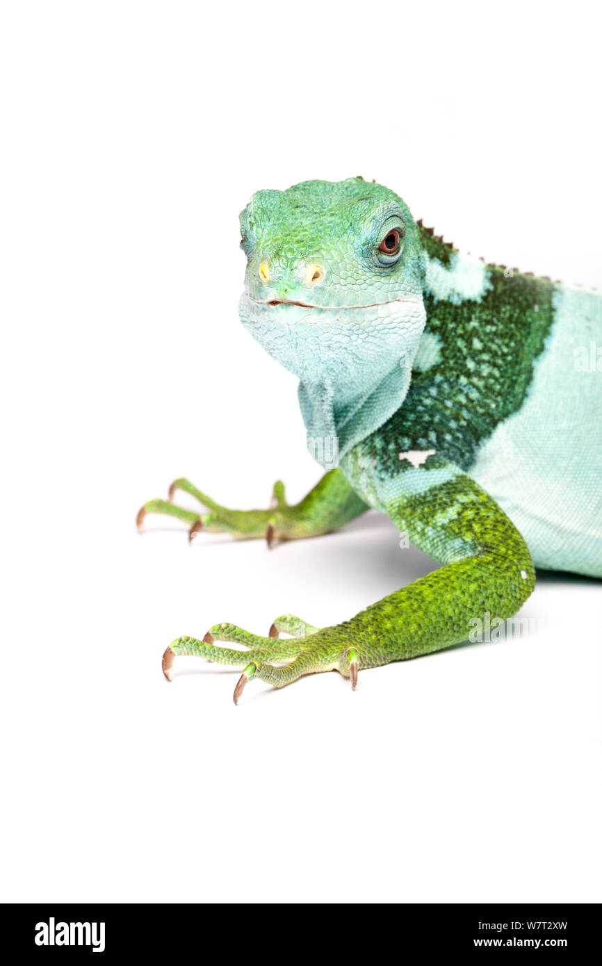 Fidschi Kurzkammleguan (Brachylophus fasciatus) unverlierbaren von Fidschi. Stockfoto