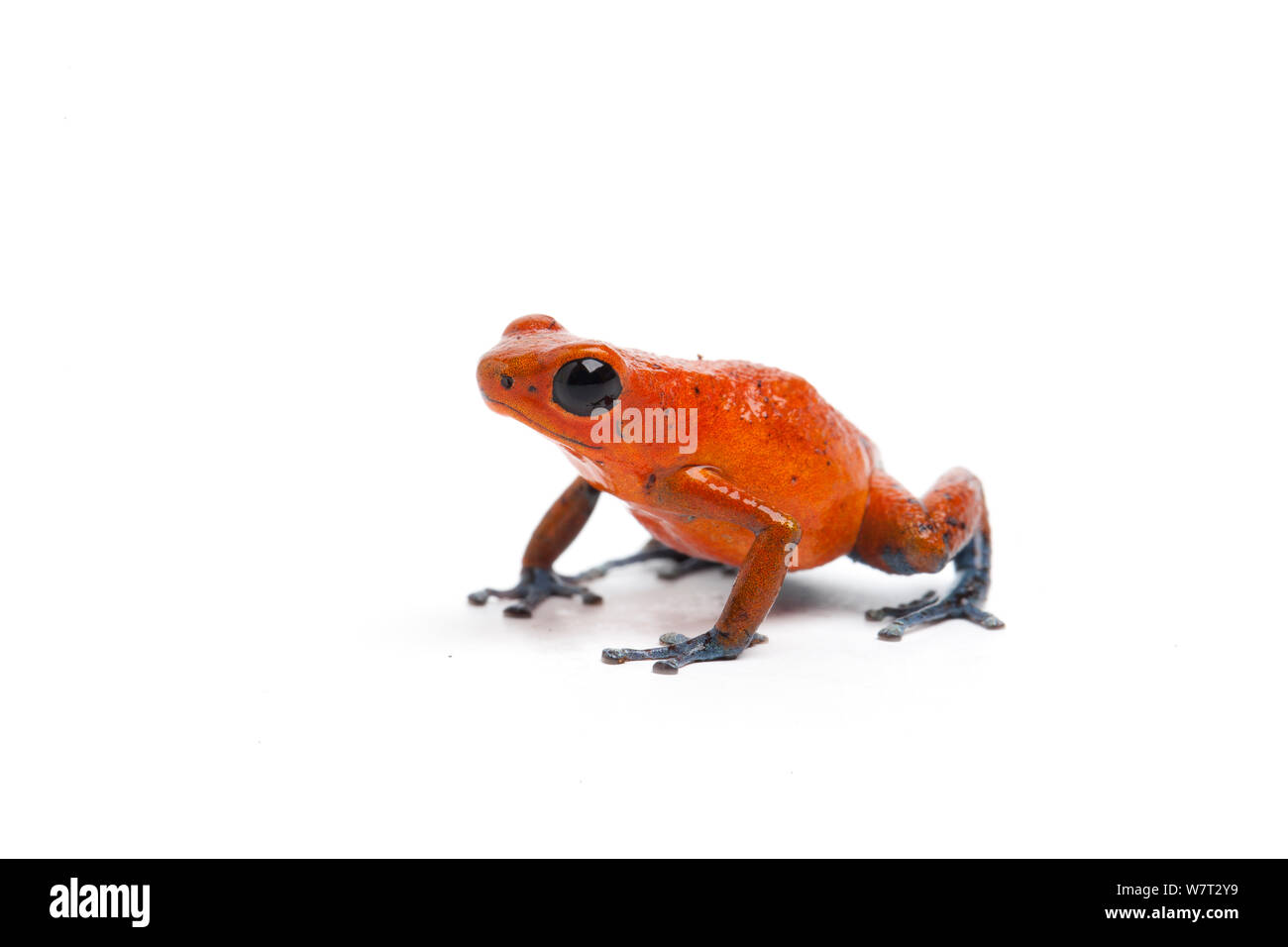 Strawberry poison Dart frog (Oophaga pumilio) unverlierbaren aus Mittelamerika. Stockfoto
