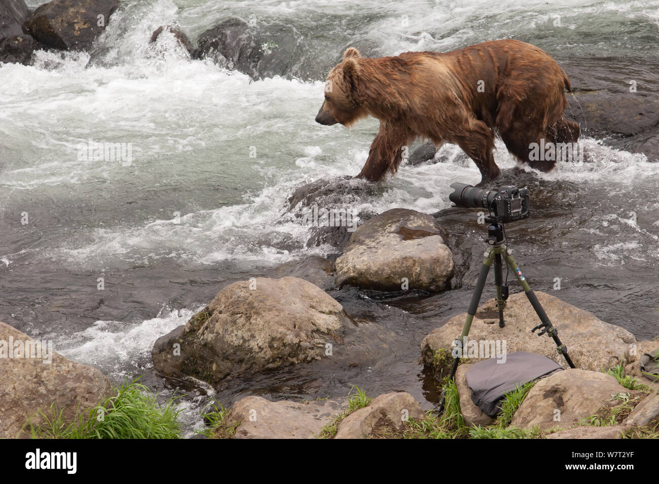 Kamtschatka Braunbär (Ursus arctos) beringianus Wandern in den vergangenen Kamera auf Stativ, Kamtschatka, im Fernen Osten Russlands, Juli 2005. Stockfoto