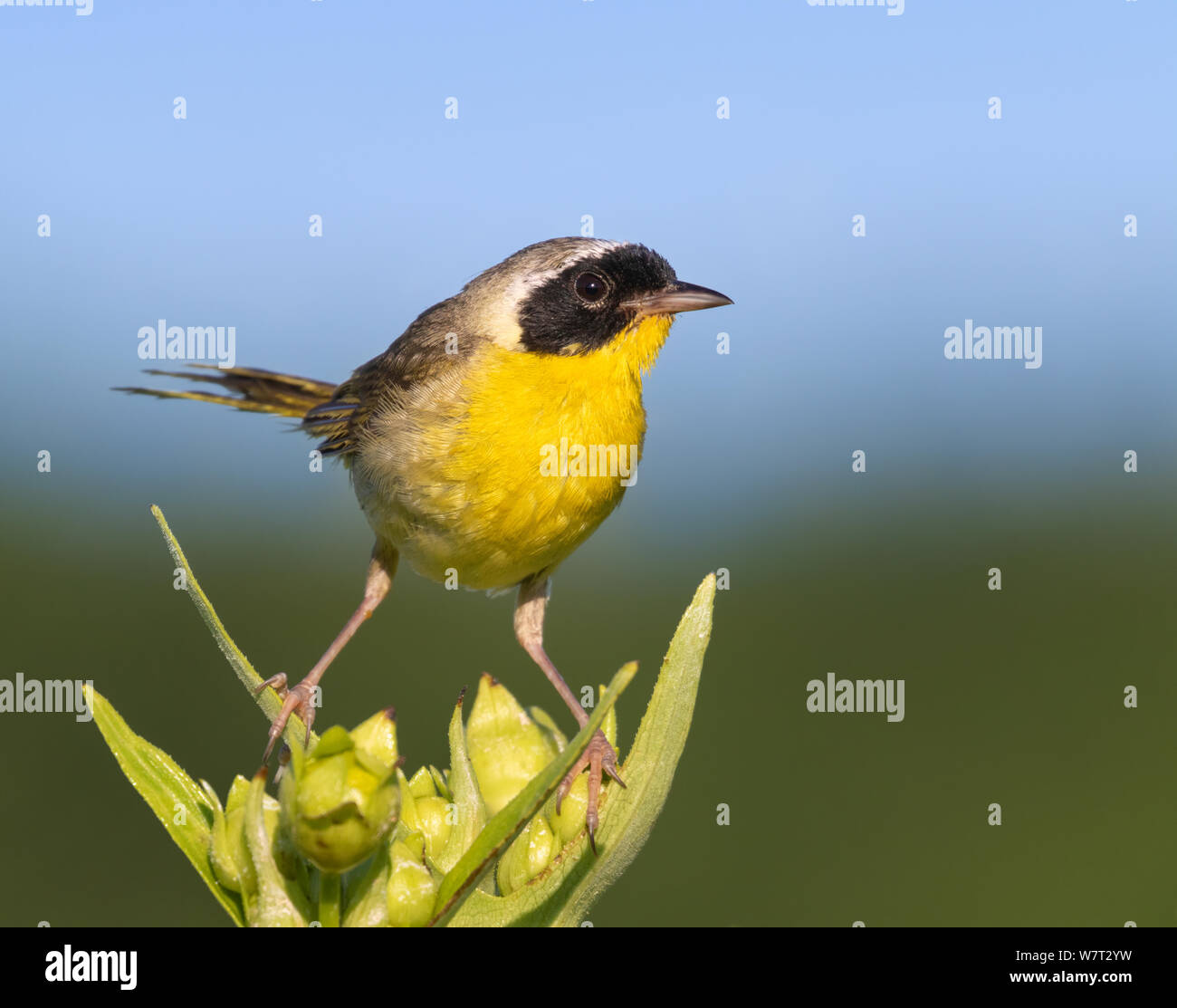 Gemeinsame yellowthroat (Geothlypis trichas) männlich, hocken auf der Oberseite des Grases in Prairie, Iowa, USA. Stockfoto