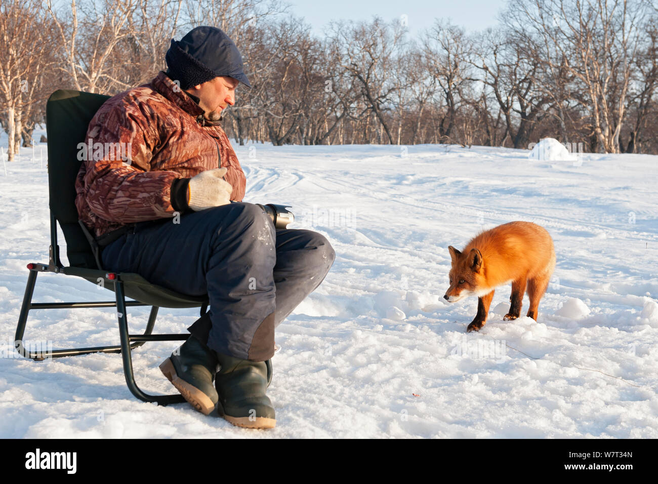 Red Fox (Vulpes vulpes) anfahren Fotografen Sergey Gorshkov im Schnee, Kamtschatka, im Fernen Osten Russlands. Stockfoto