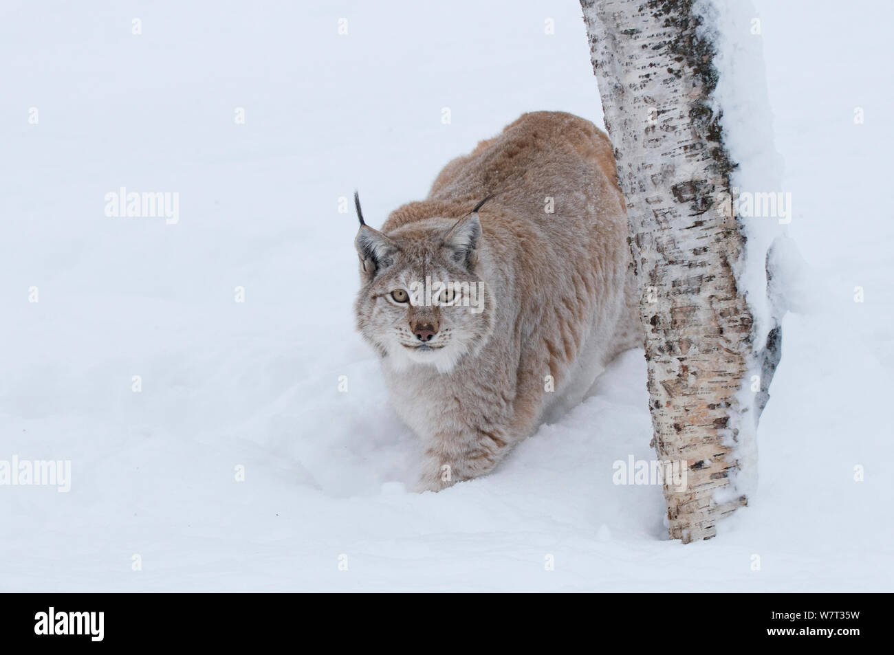 Europäischen Luchs (Lynx lynx) Wandern im Schnee, Captive, Norwegen, Februar. Stockfoto