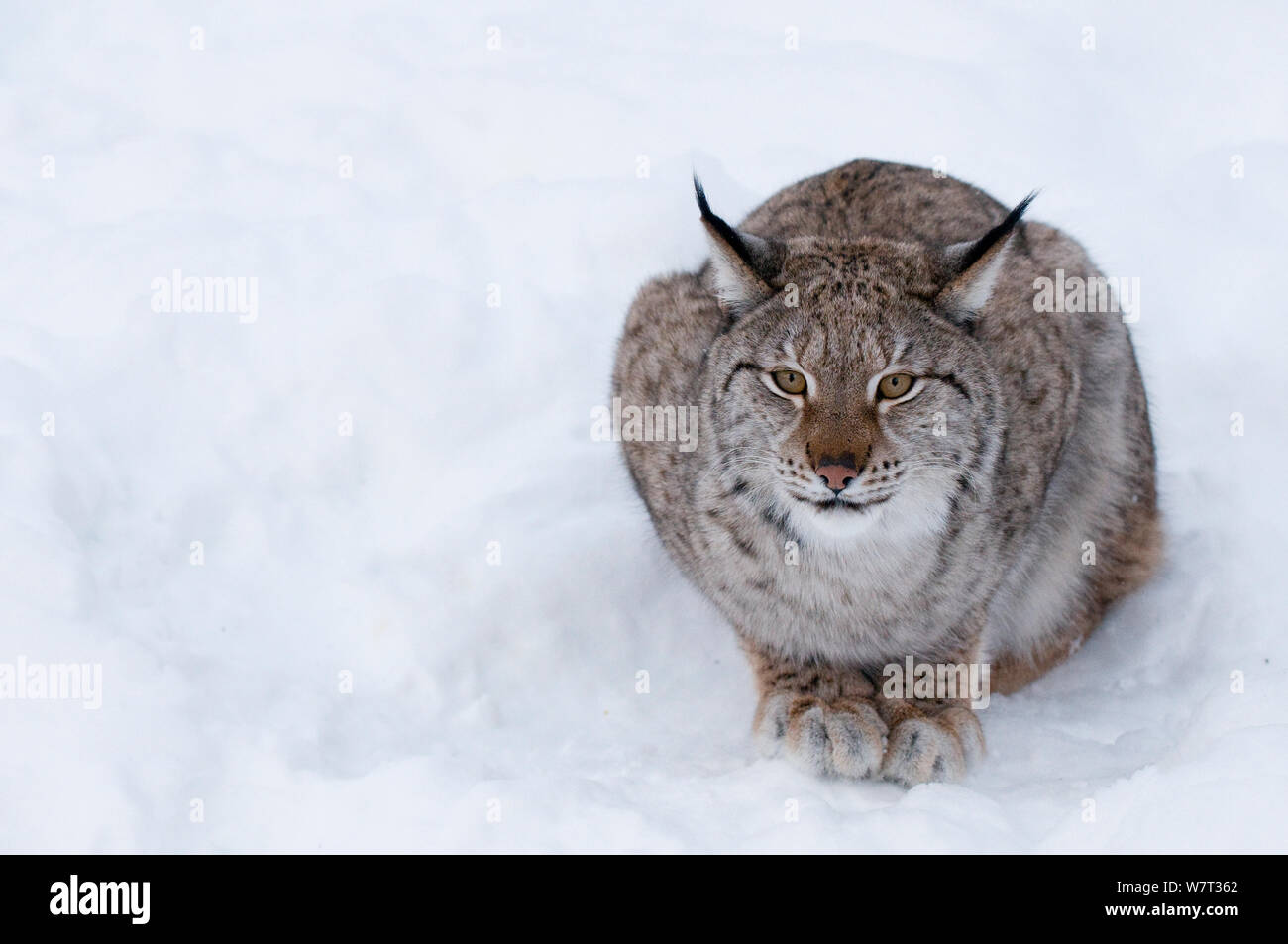 Europäischen Luchs (Lynx lynx) im Schnee, Captive, Norwegen, Februar. Stockfoto