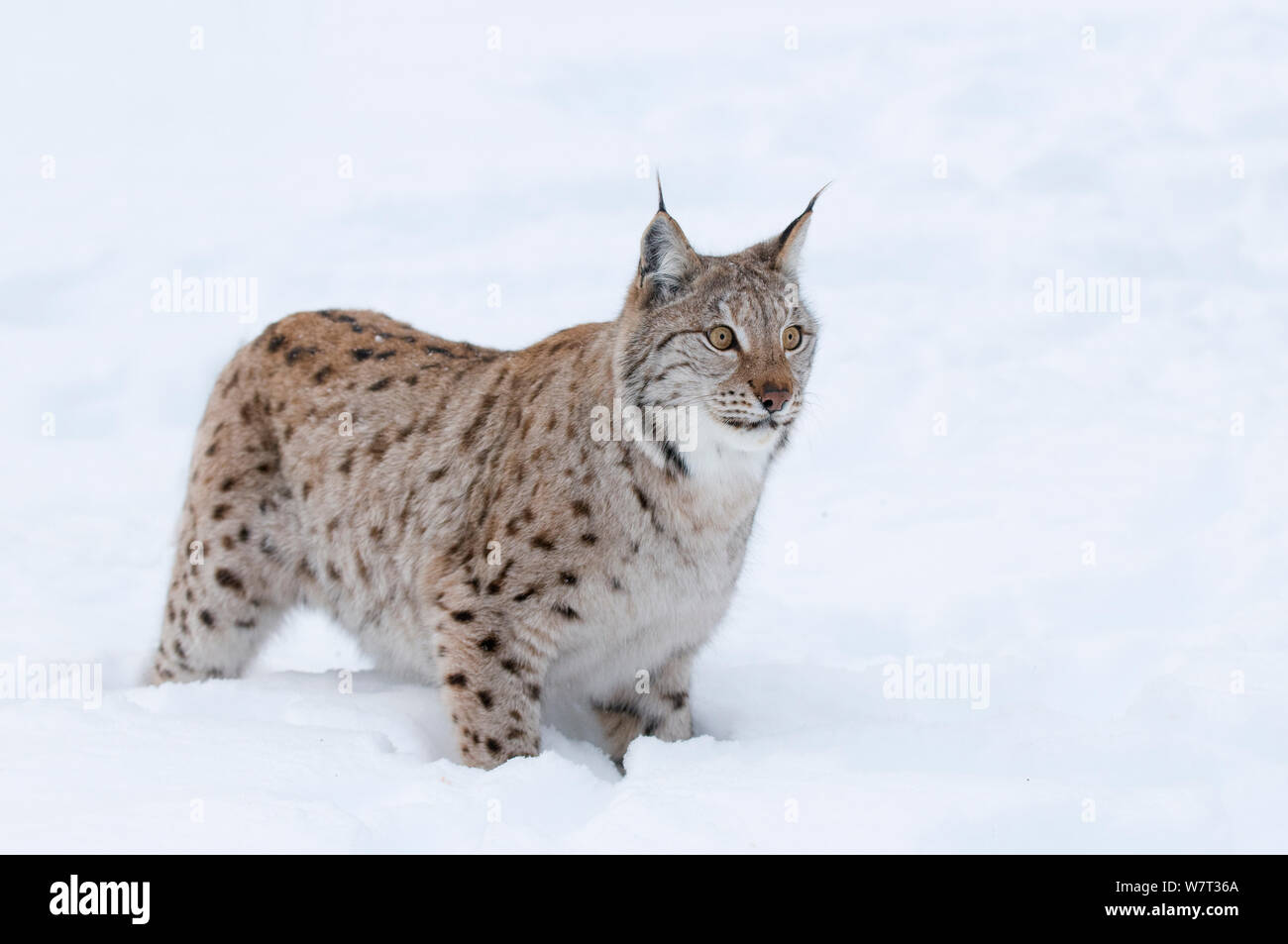 Europäischen Luchs (Lynx lynx) im Schnee, Captive, Norwegen, Februar. Stockfoto