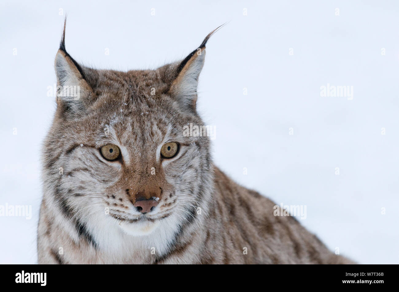 Porträt von ein europäischer Luchs (Lynx Lynx), in Gefangenschaft, Norwegen, Februar. Stockfoto