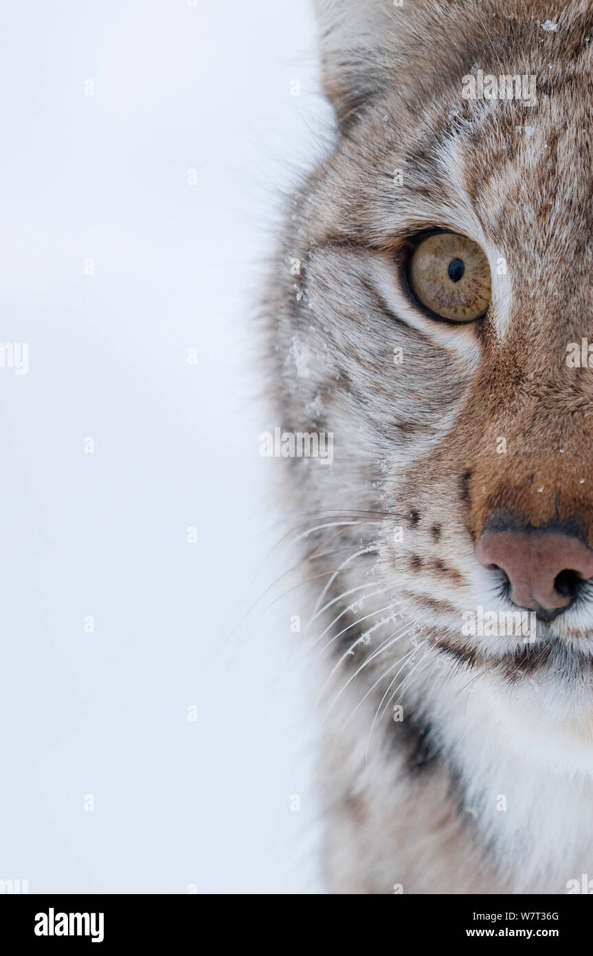 Teilweise Gesicht Porträt eines Europäischen Luchs (Lynx lynx), Captive, Norwegen, Februar. Stockfoto