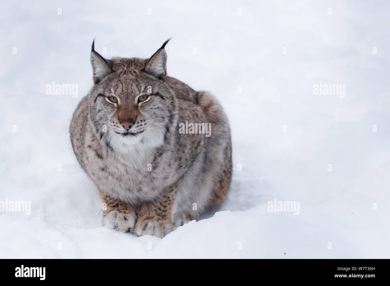 Europäischen Luchs (Lynx lynx), Captive, Norwegen, Februar. Stockfoto