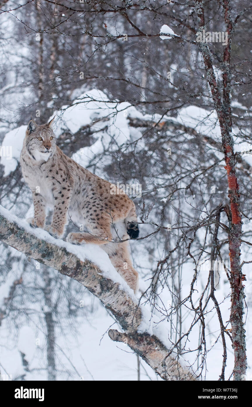 Europäische Luchs (Lynx Lynx) einen Kletterbaum in Gefangenschaft, Norwegen, Februar. Stockfoto