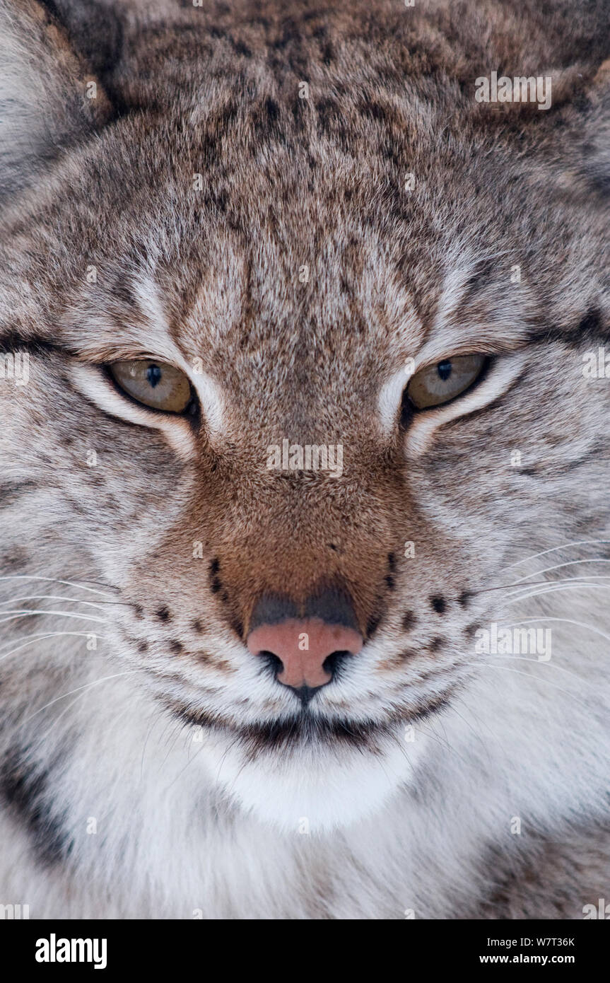 Gesicht Porträt eines Europäischen Luchs (Lynx lynx), Captive, Norwegen, Februar. Stockfoto