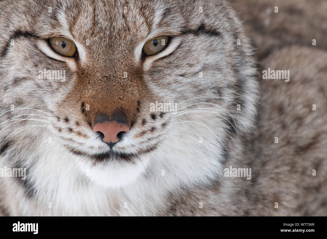 Gesicht Porträt eines Europäischen Luchs (Lynx lynx), Captive, Norwegen, Februar. Stockfoto