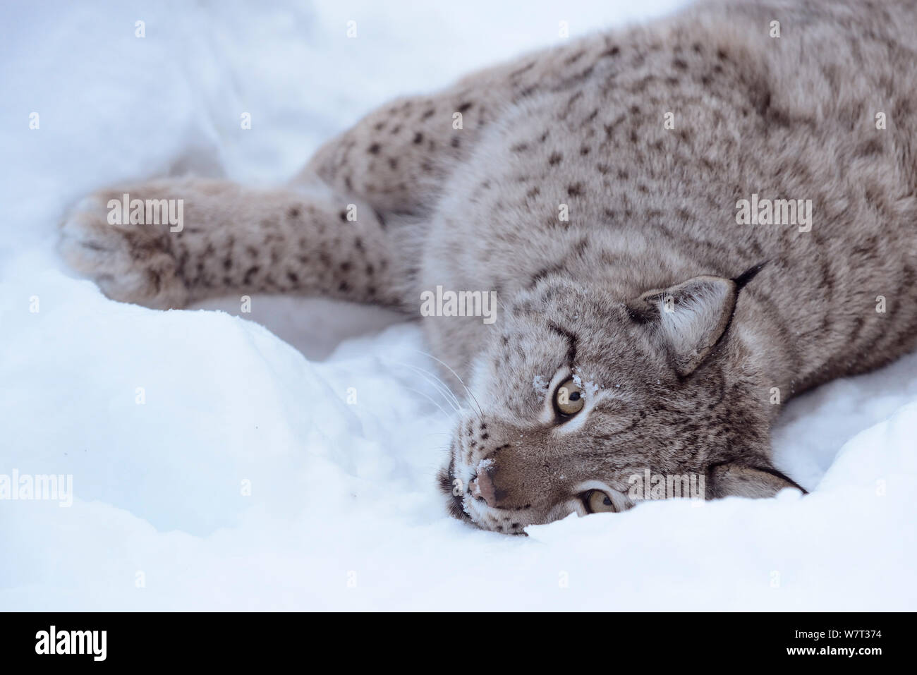 Europäischen Luchs (Lynx lynx) im Schnee, Captive, Norwegen liegend, Februar Stockfoto