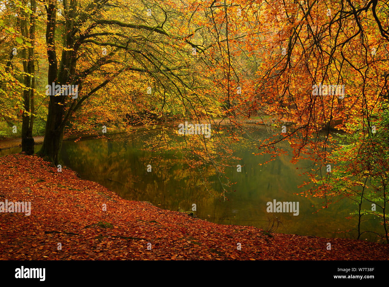Buche (Fagus sylvaticus) und Teich im Herbst, waggoners Brunnen, Surrey, England, Großbritannien, Oktober. Stockfoto