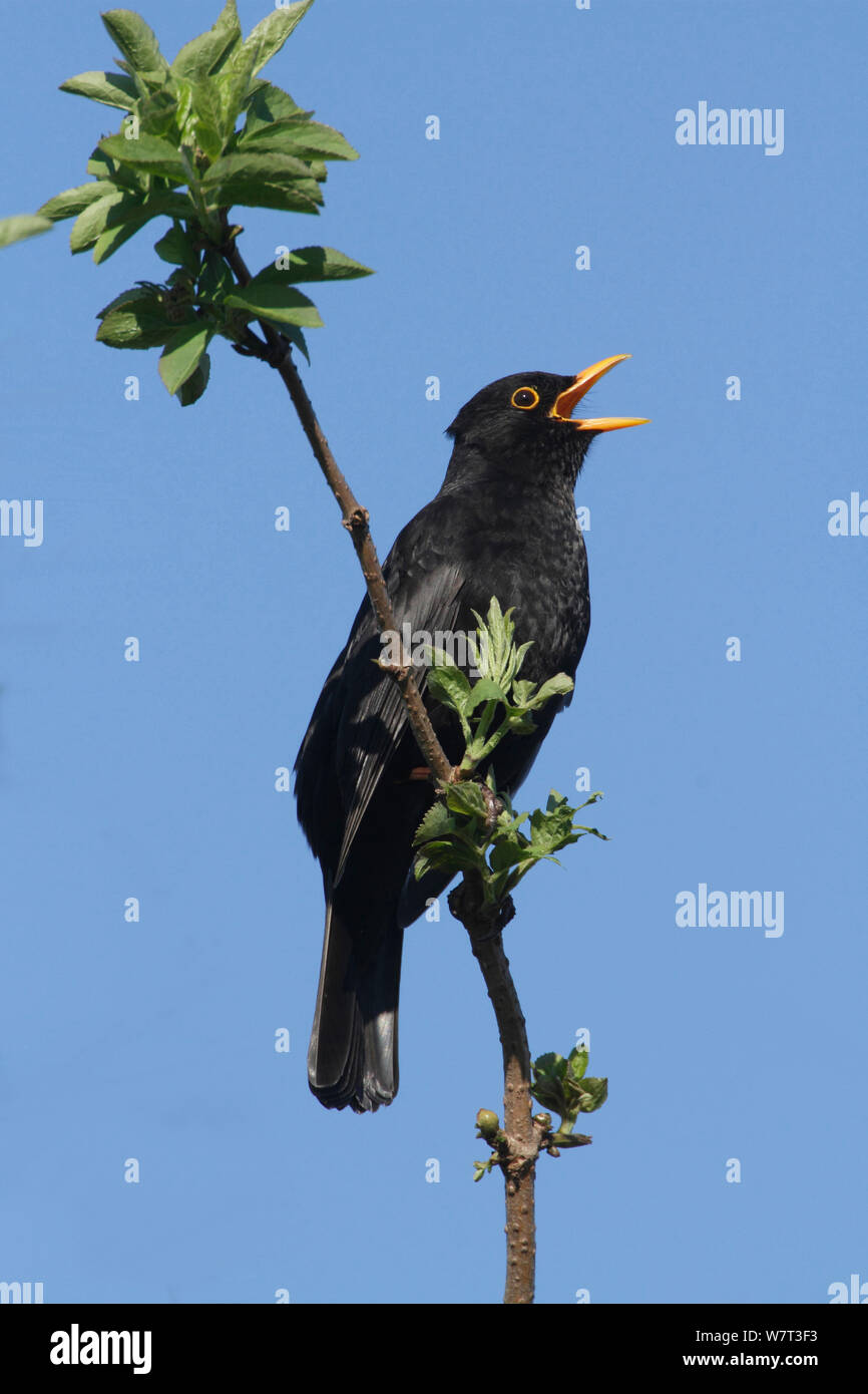 Amsel (Turdus merula) Gesang hoch oben in einem Baum, Fareham, Hampshire, England, UK. April. Stockfoto