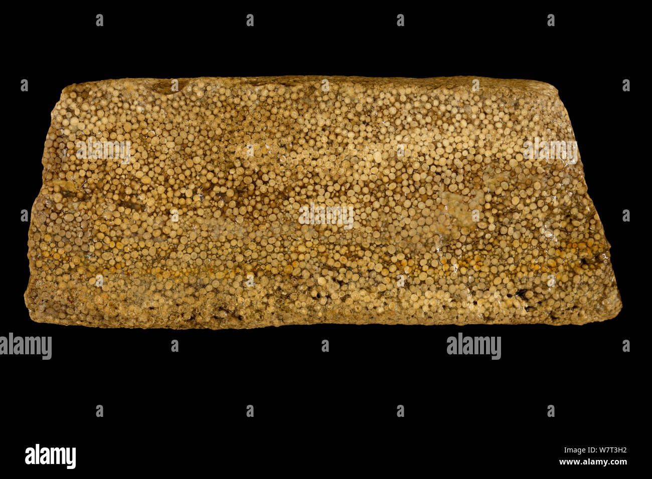 Verkieselten oolite, ein Sedimentgestein mit Ei wie Strukturen, von der Zentrale in Kentucky, USA. Stockfoto