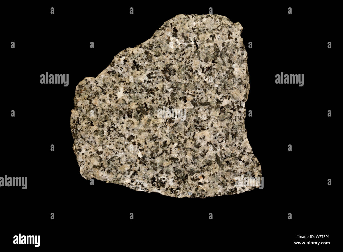 Granodiorit, einen Aufdringlichen Eruptivgestein, aus Snoqualmie Batholith, Washington DC, USA. Stockfoto