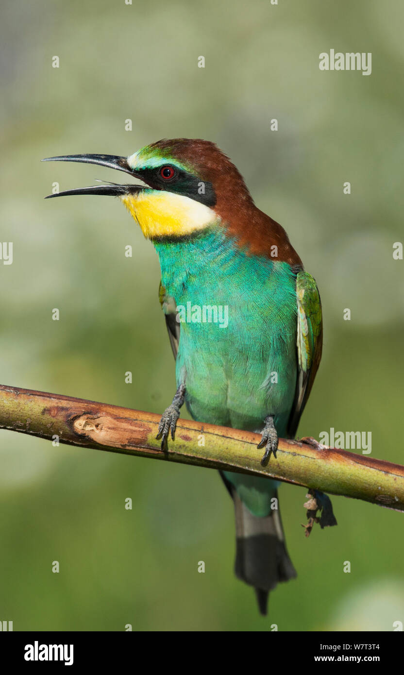 Europäische Bienenfresser (Merops apiaster) auf einem Ast sitzend, bereitmachen, Castro Verde, Alentejo, Portugal, April. Stockfoto