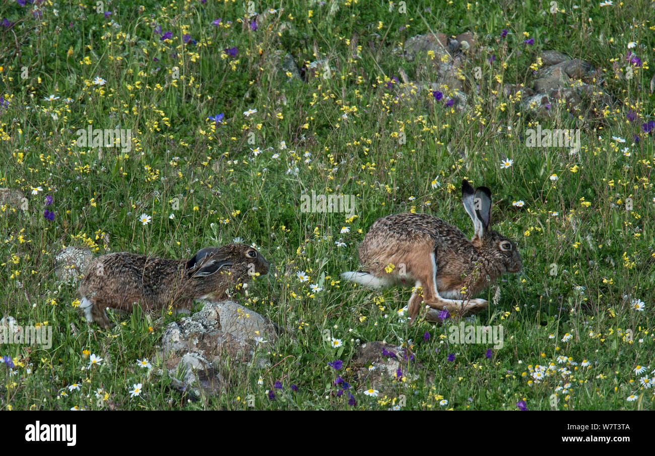 Männliche iberischen Feldhase (Lepus granatensis) auf der Jagd nach einem Weibchen in einer Umwerbung der Verfolgung, Castro Verde, Alentejo, Portugal, März Stockfoto