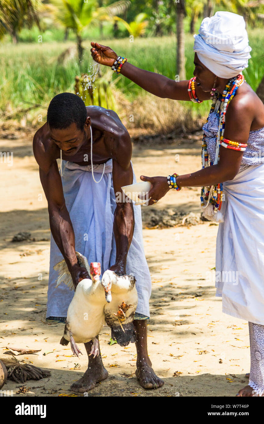 Priesterin Beregnungswasser über Menschen, die Enten in vielen Dank während einer Voodoo/Vodun Zeremonie, Benin, im Februar 2011 Zu den Orishas/Loa (Gottheiten oder Geister) geopfert werden. Stockfoto
