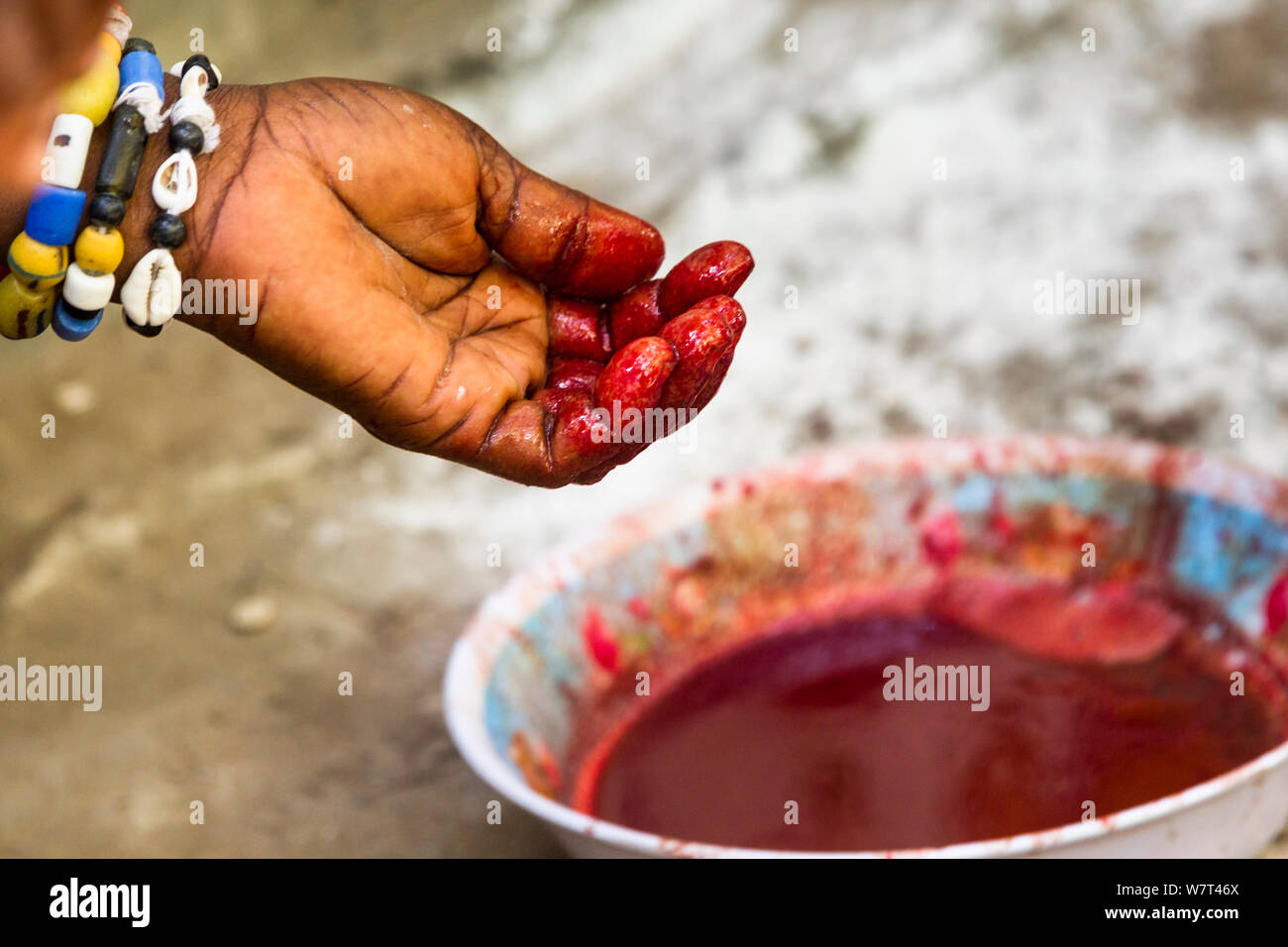 Blut von Enten geopfert, Dank der Orishas/Loa (Geister des Lebens und der Natur), die während einer Voodoo/Vodun Zeremonie, Benin, Februar 2011. Stockfoto
