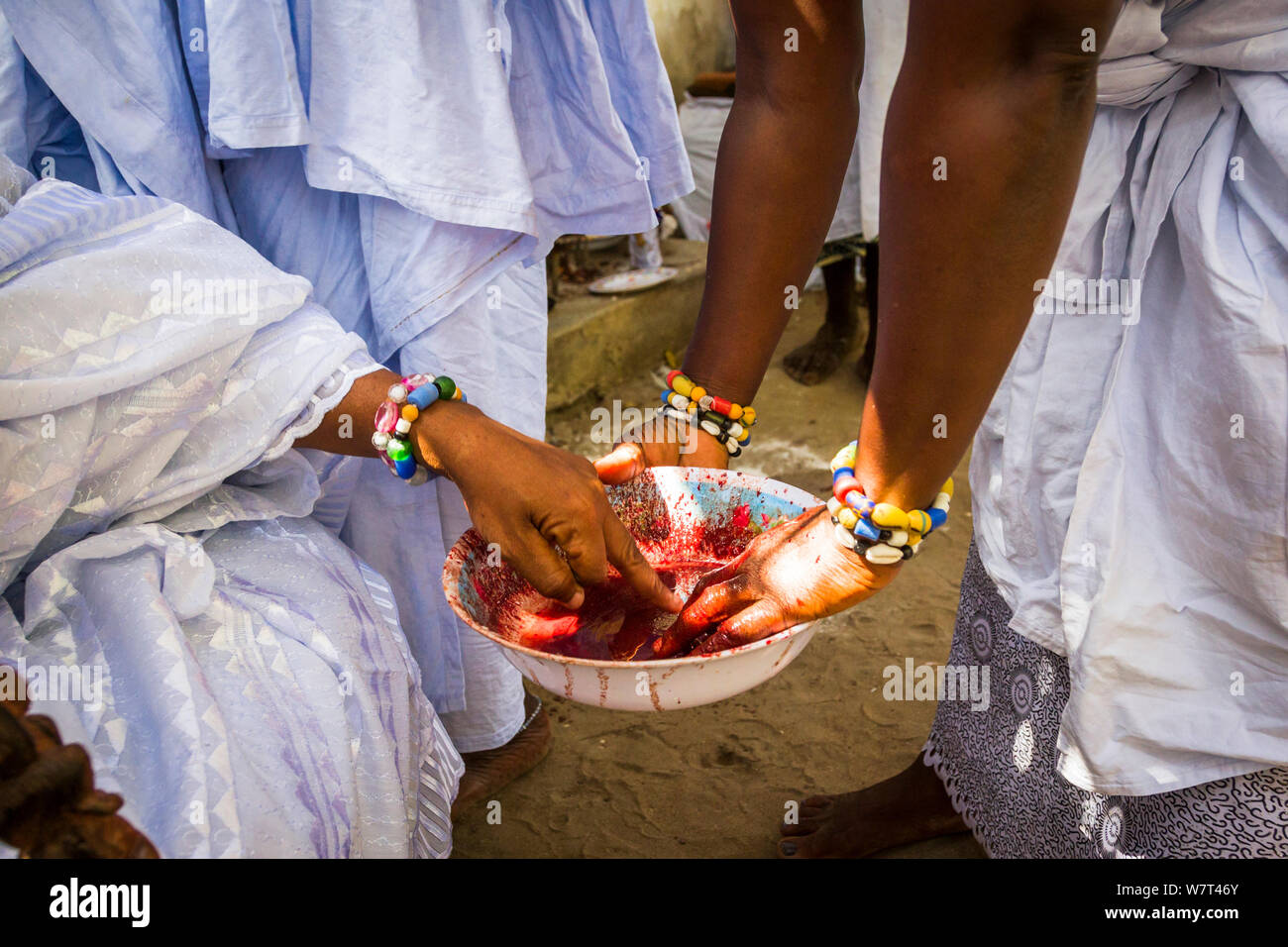 Menschen tauchen Hände in Blut von Enten geopfert, Dank der Orishas/Loa (Geister des Lebens und der Natur), die während einer Voodoo/Vodun Zeremonie, Benin, Februar 2011. Stockfoto