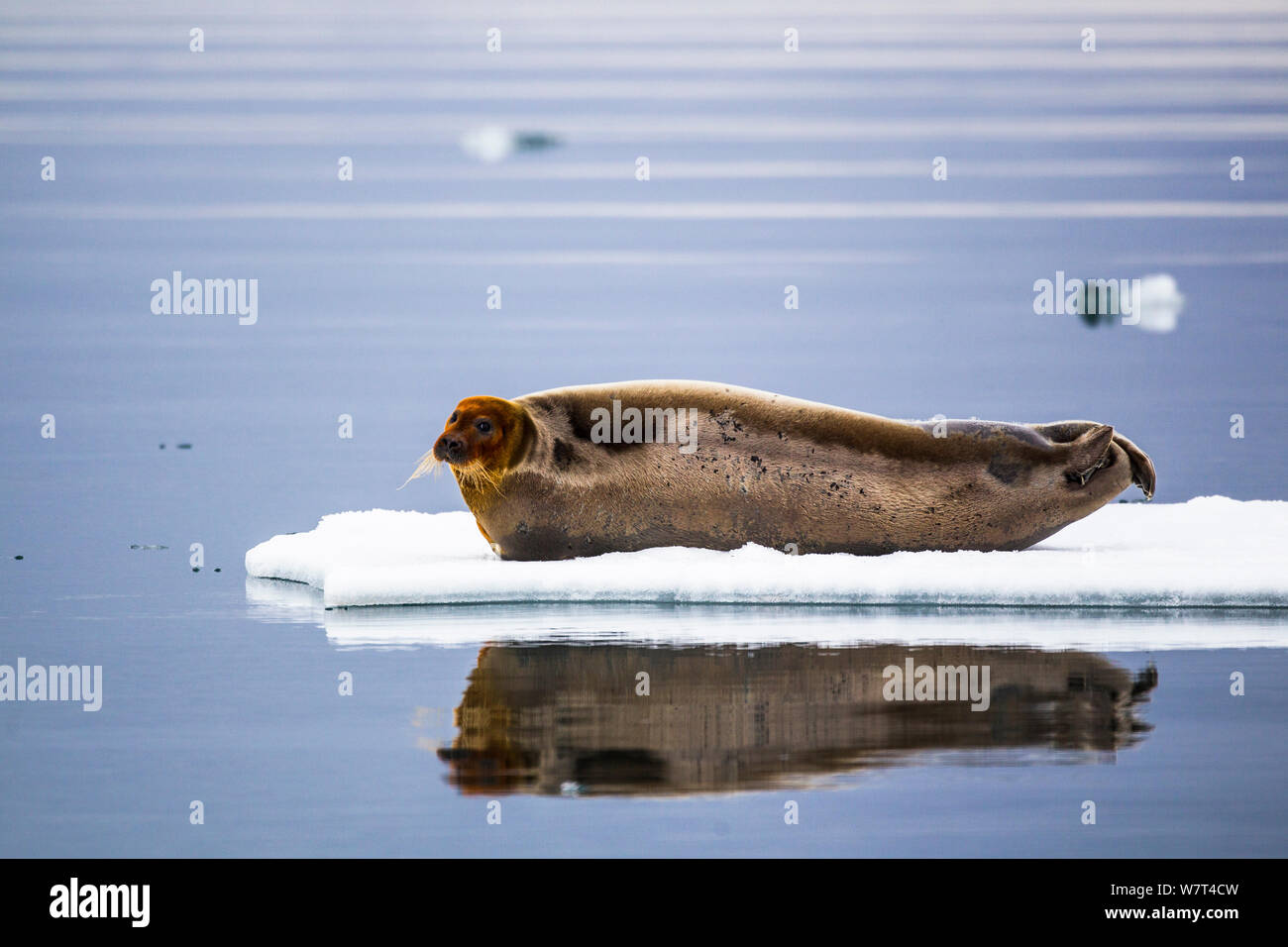 Bärtige Dichtung (Erignathus Barbatus) mitgeführt und auf einer Eisscholle in einem Fjord, Sptizbergen, Svalbard, Norwegen, Juni. Stockfoto