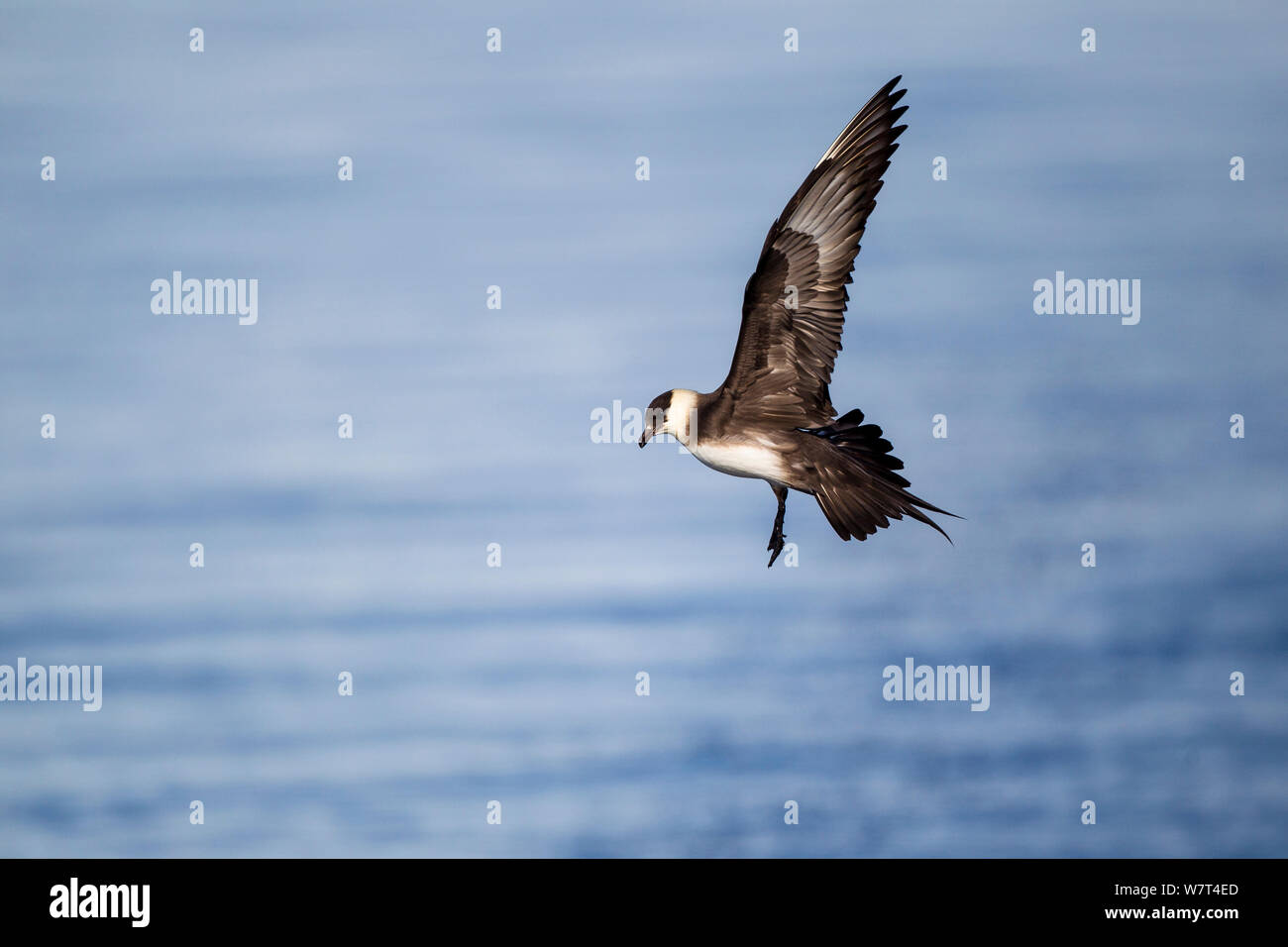 Schmarotzerraubmöwe (Eulen parasiticus) im Flug, Spitzbergen, Svalbad, Norwegen, Juni. Stockfoto